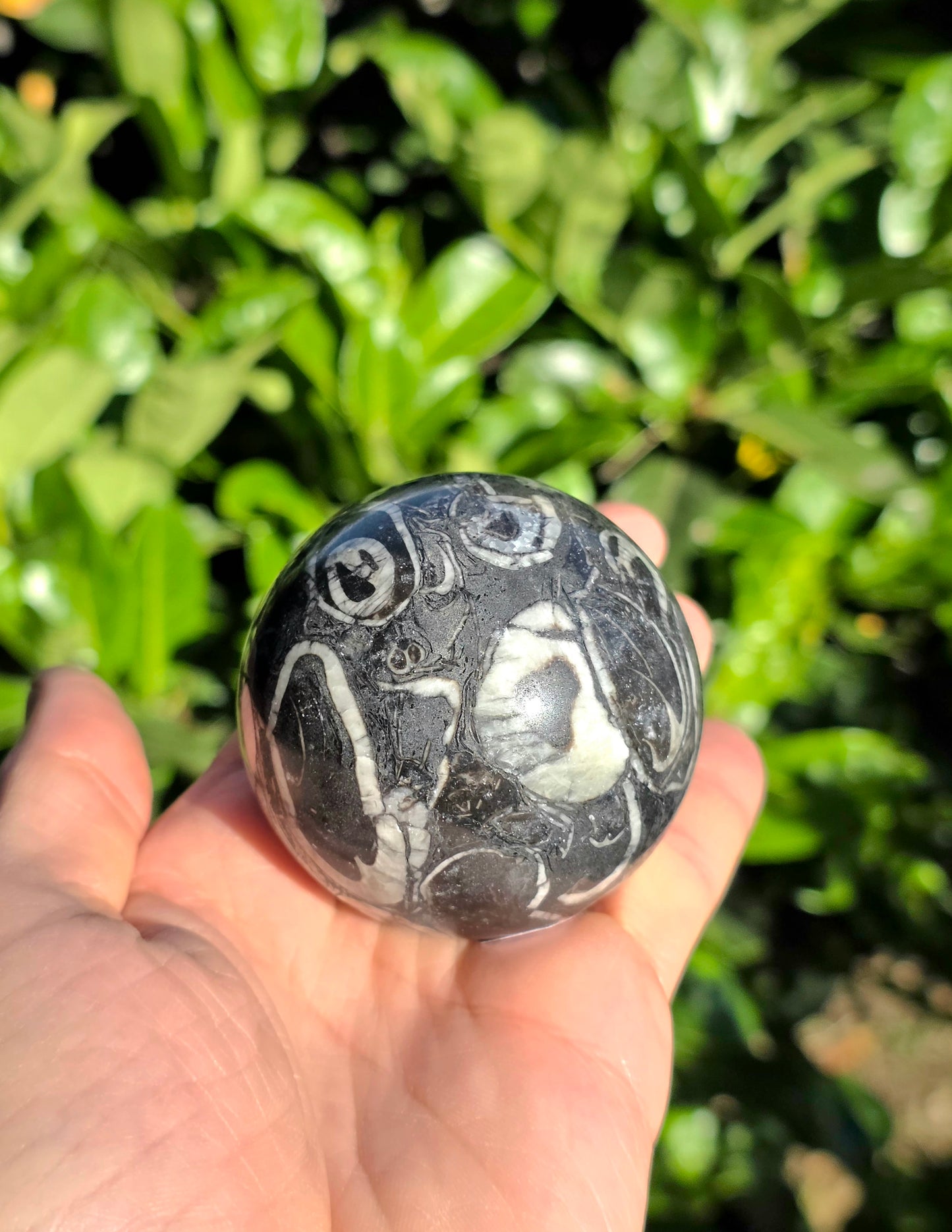 SFERA IN PIETRA FOSSILE
