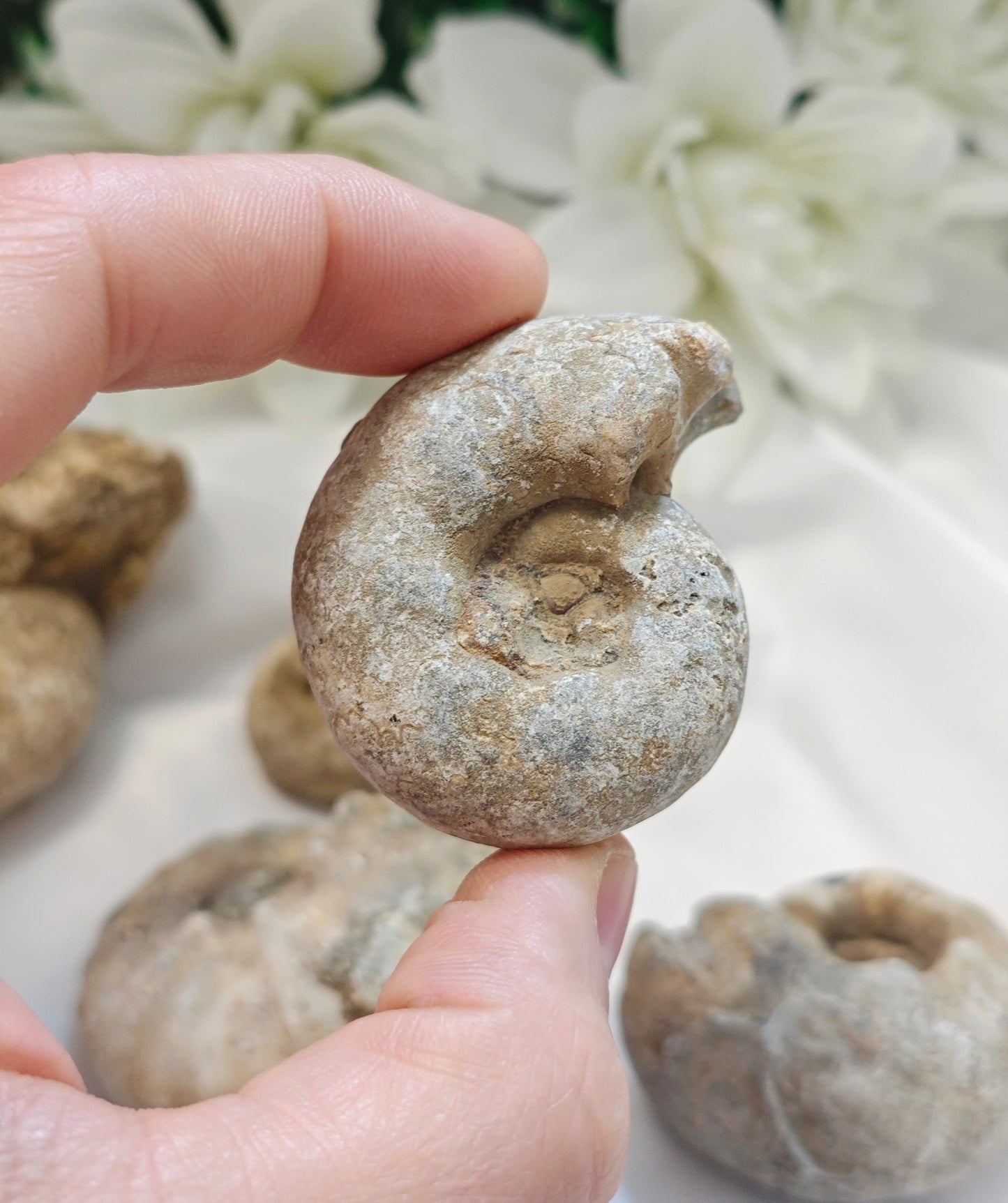 AMMONITE FOSSILE