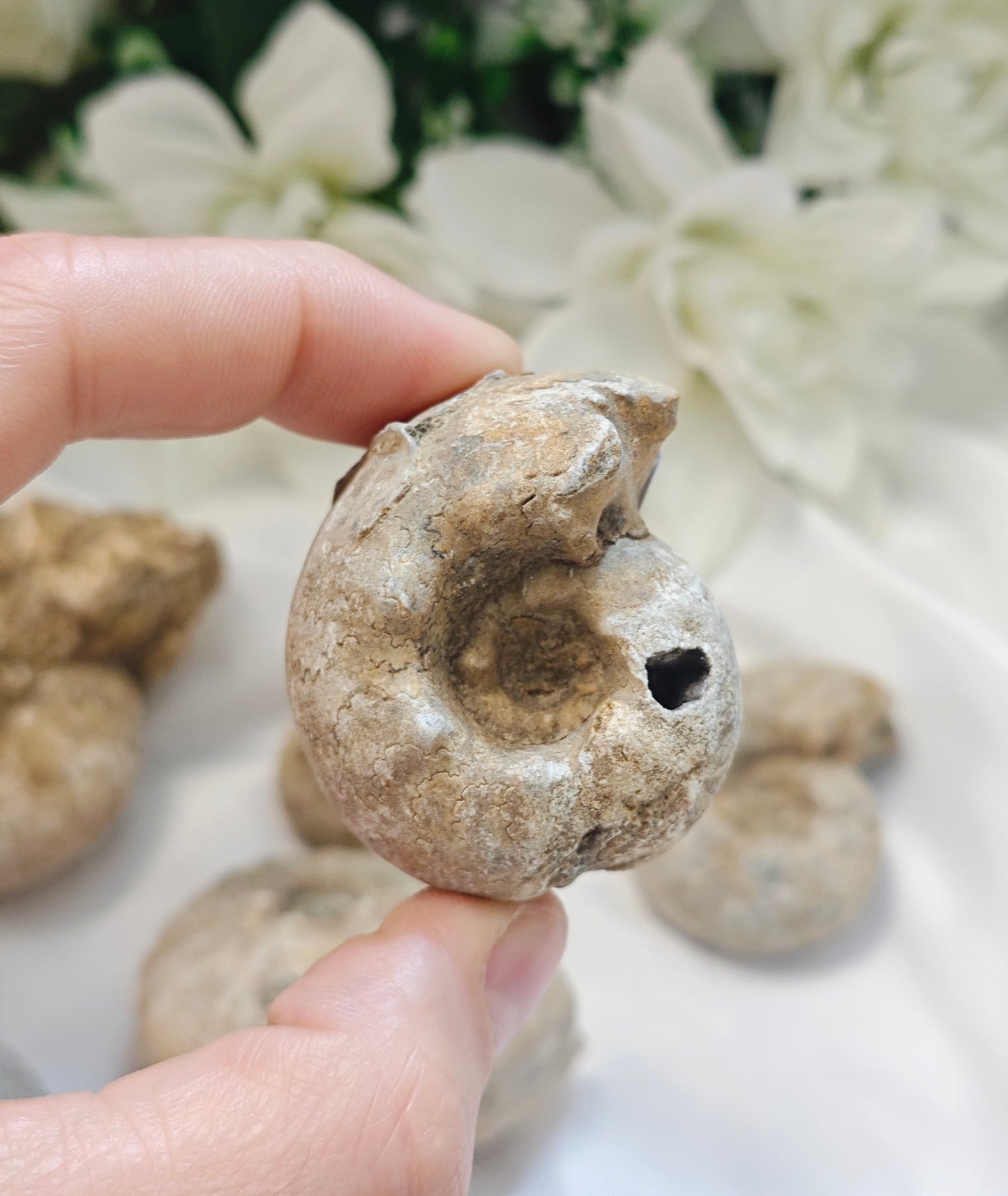 AMMONITE FOSSILE
