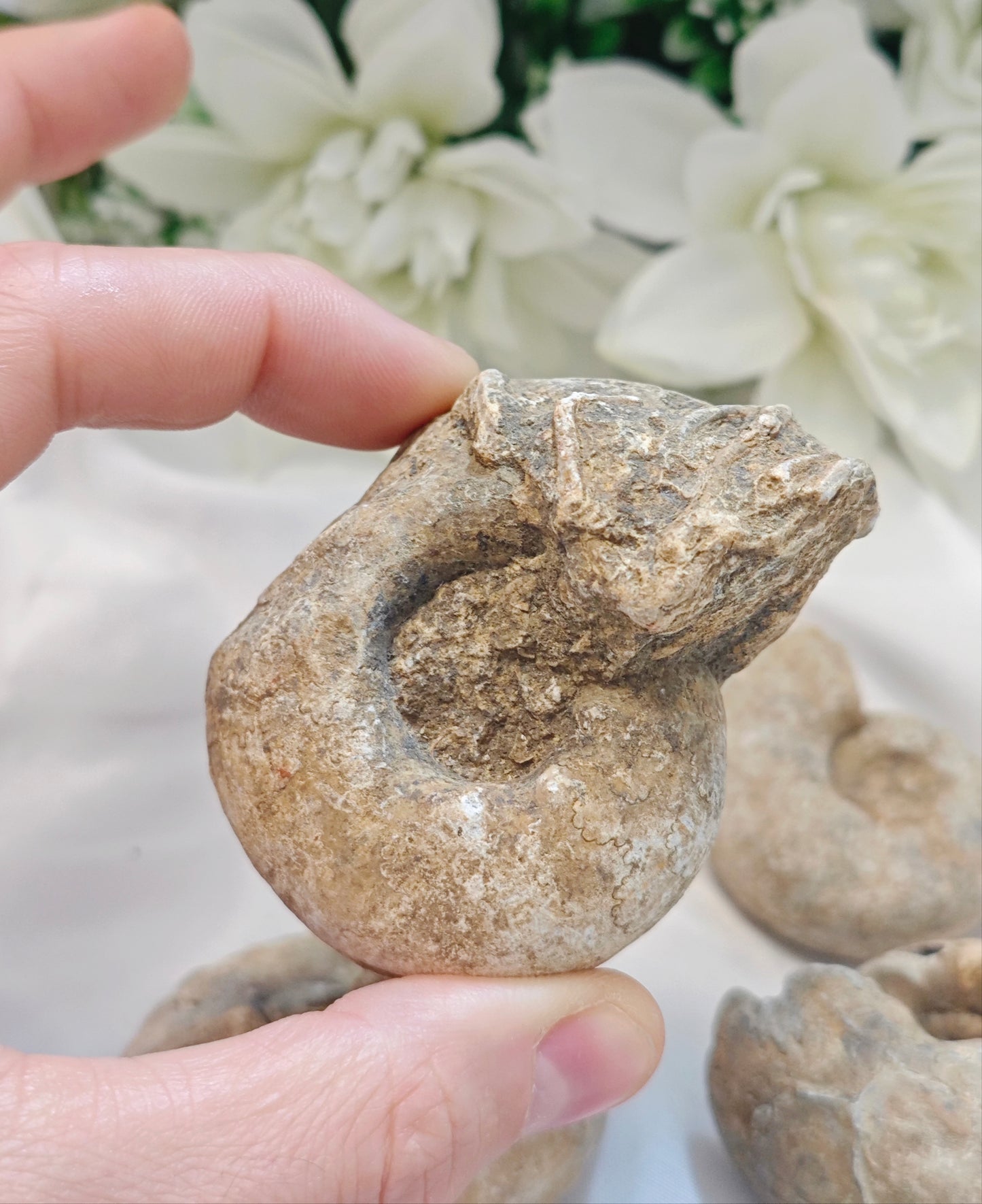 AMMONITE FOSSILE
