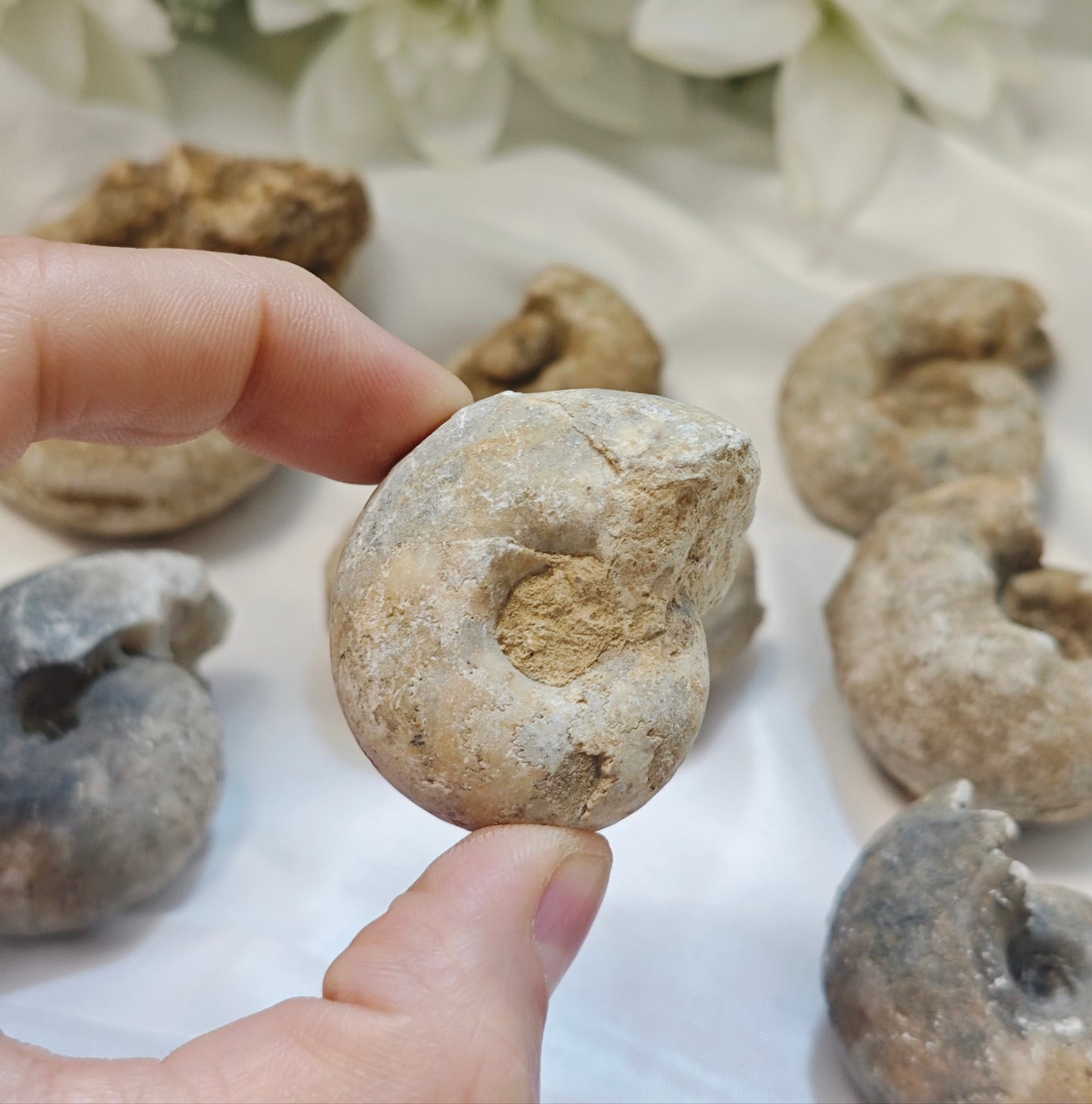 AMMONITE FOSSILE