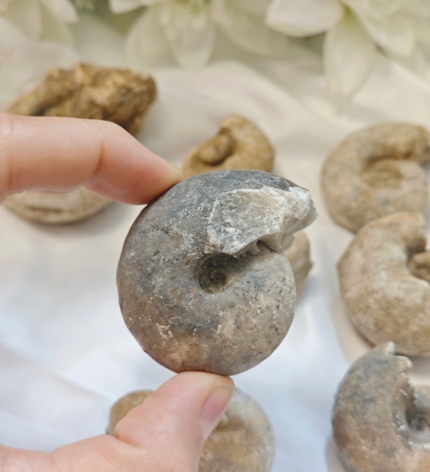 AMMONITE FOSSILE