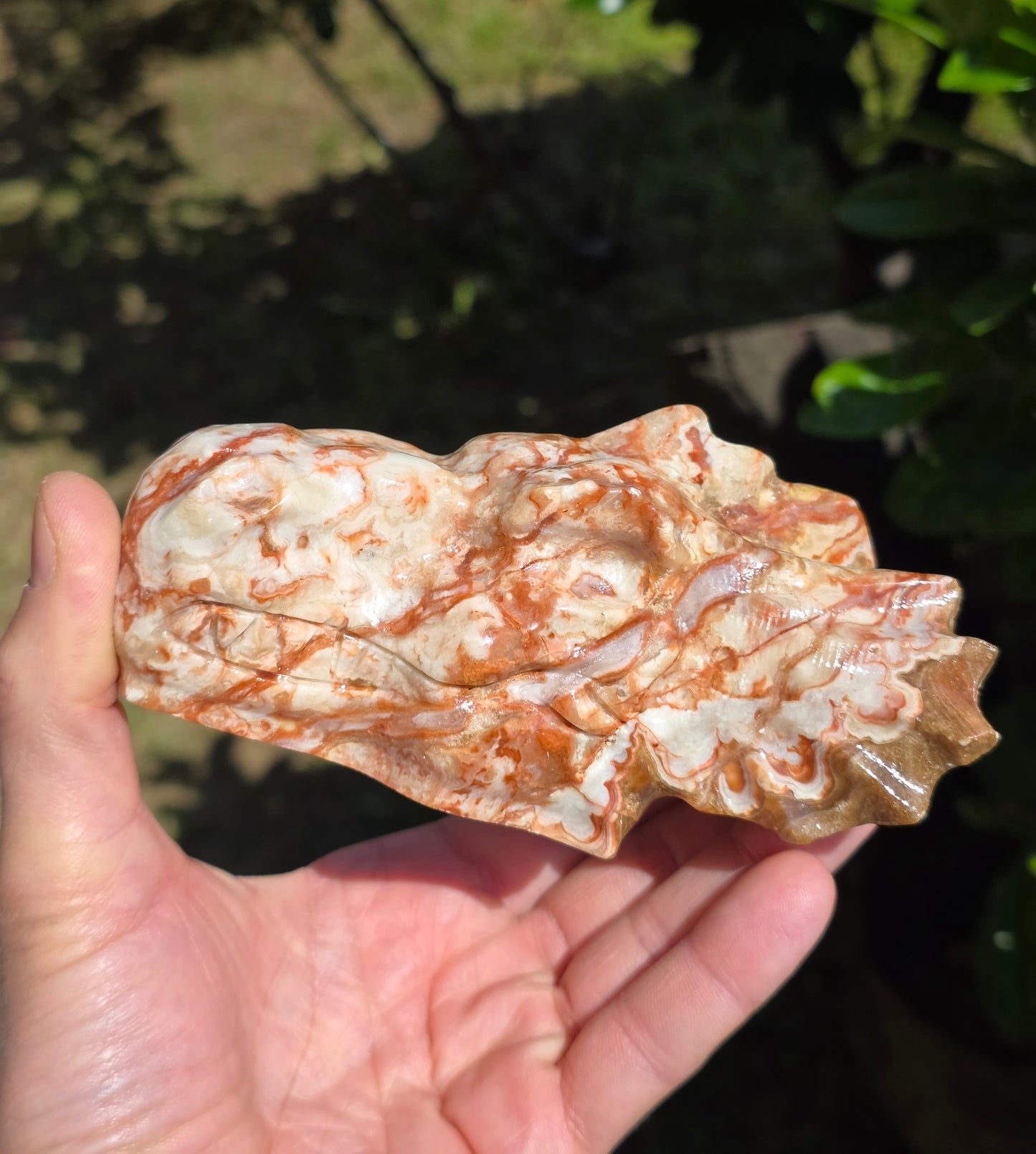 TESTA DI DRAGO IN CALCITE AMBRA (PAKISTAN)
