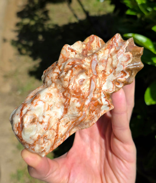 TESTA DI DRAGO IN CALCITE AMBRA