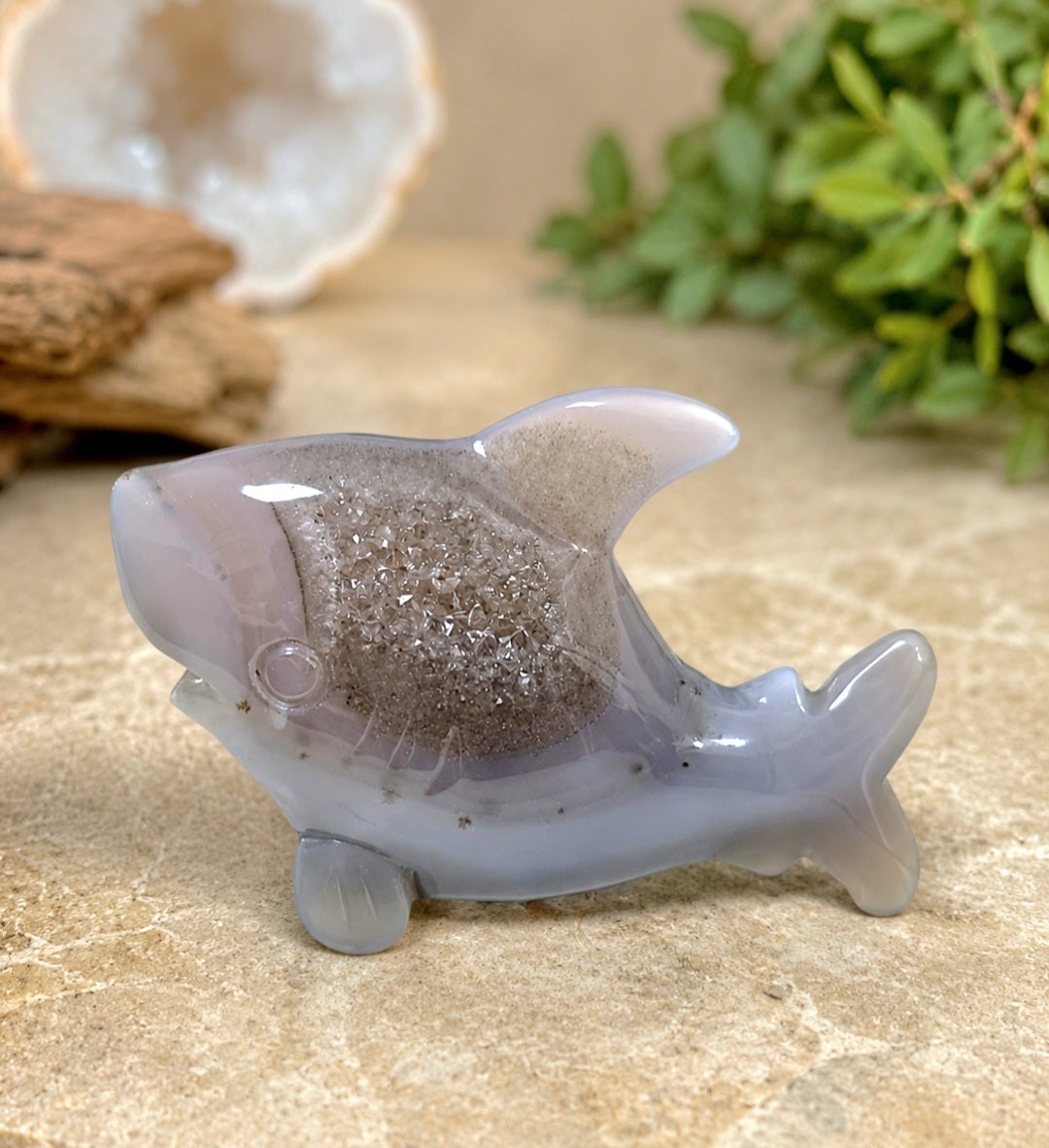 BABY SHARK IN AGATA DRUSA (CINA)