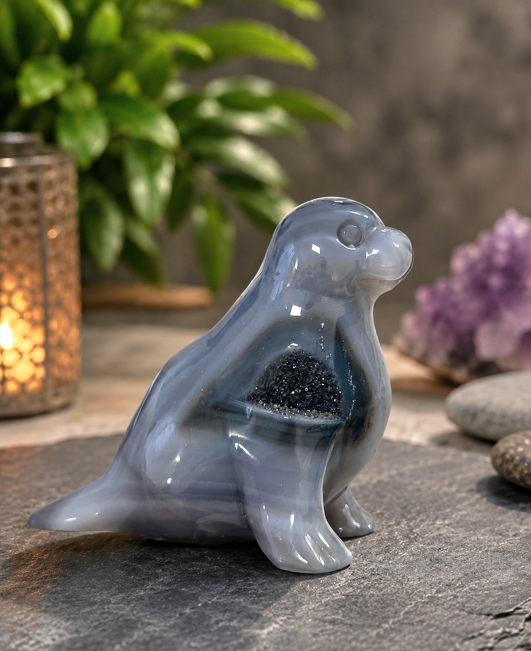 FOCA IN AGATA DRUSA (CINA)