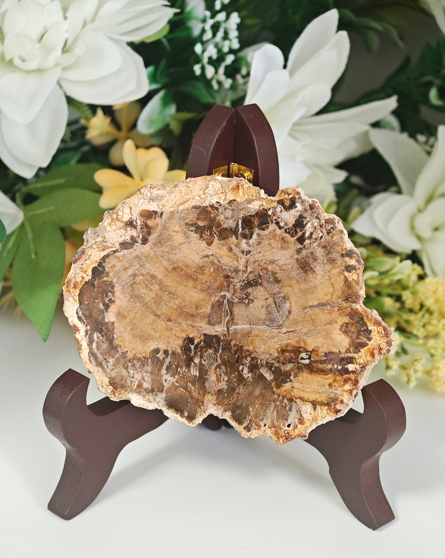 LEGNO FOSSILE PIETRIFICATO