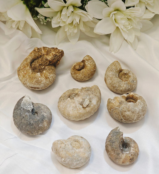 AMMONITE FOSSILE