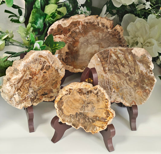 LEGNO FOSSILE PIETRIFICATO