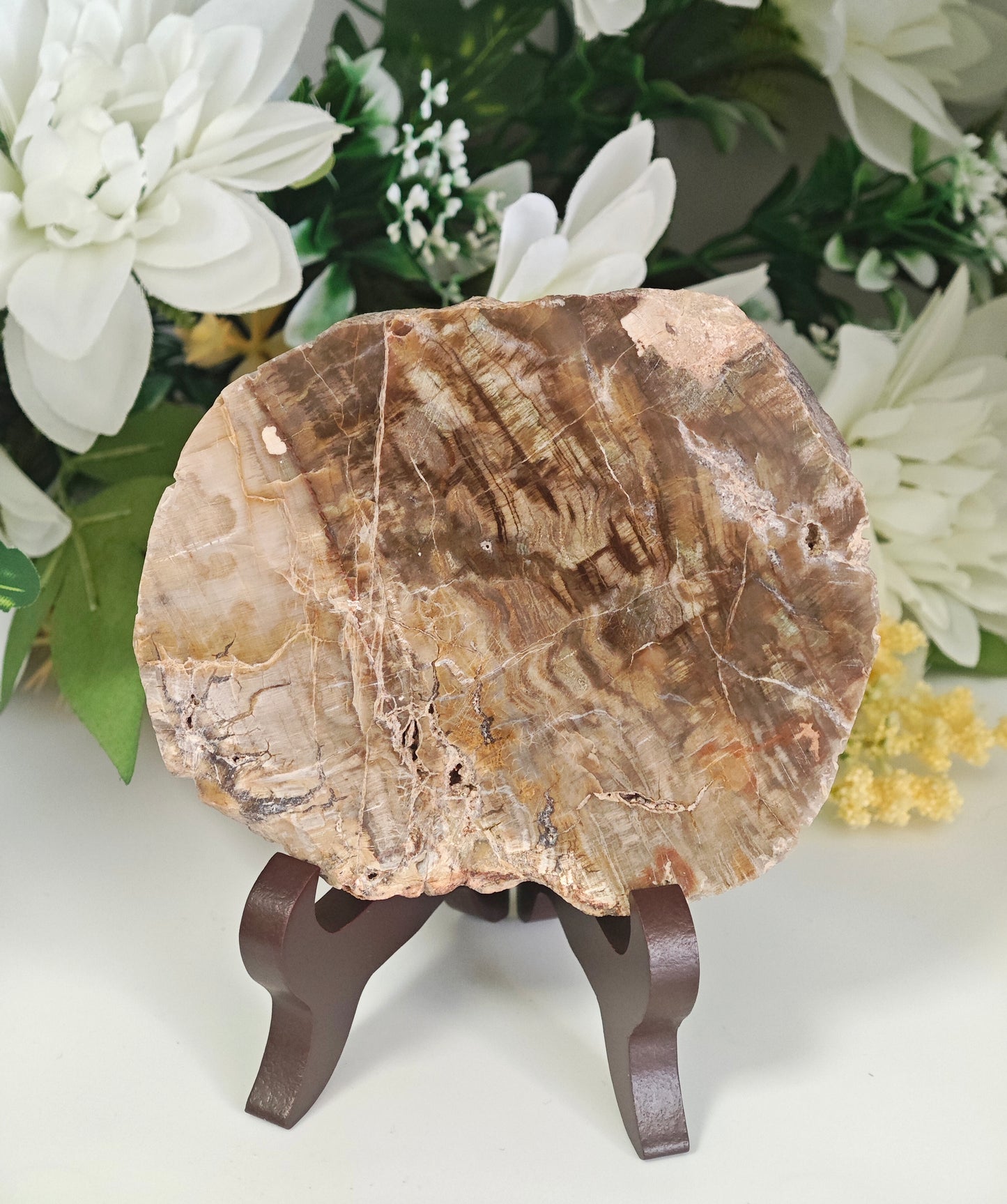 LEGNO FOSSILE PIETRIFICATO
