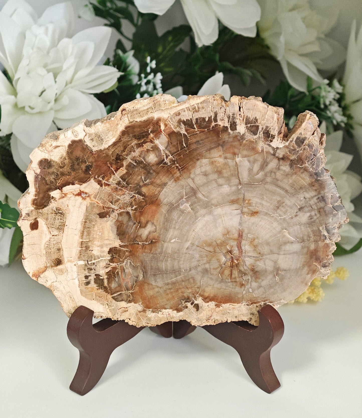 LEGNO FOSSILE PIETRIFICATO