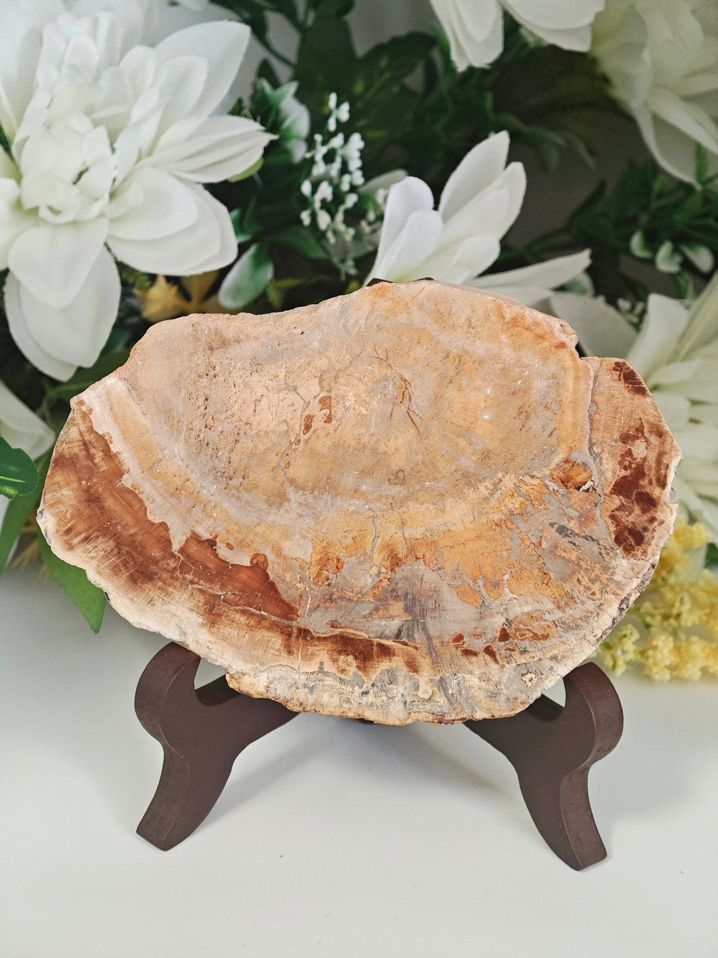 LEGNO FOSSILE PIETRIFICATO