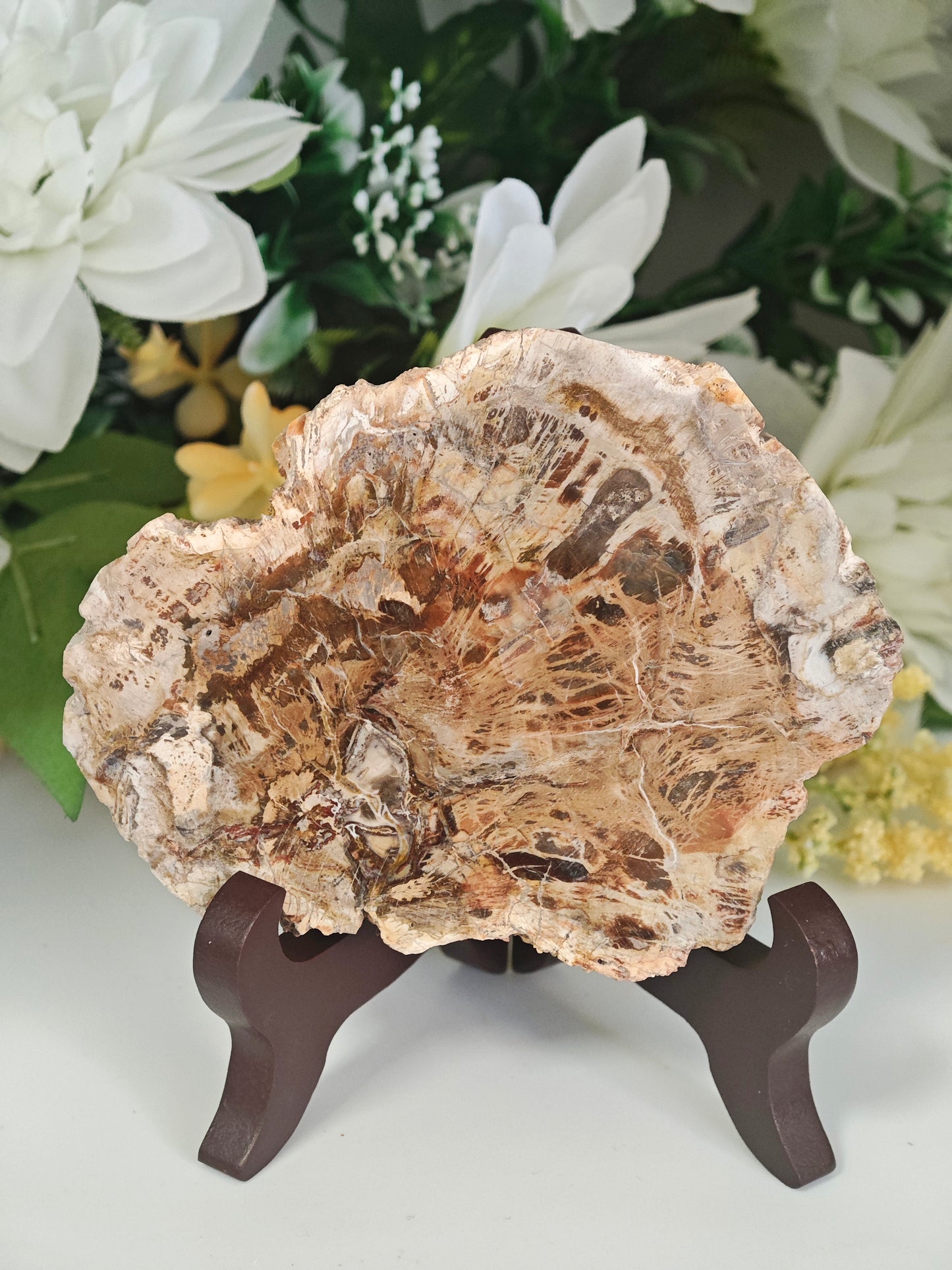 LEGNO FOSSILE PIETRIFICATO