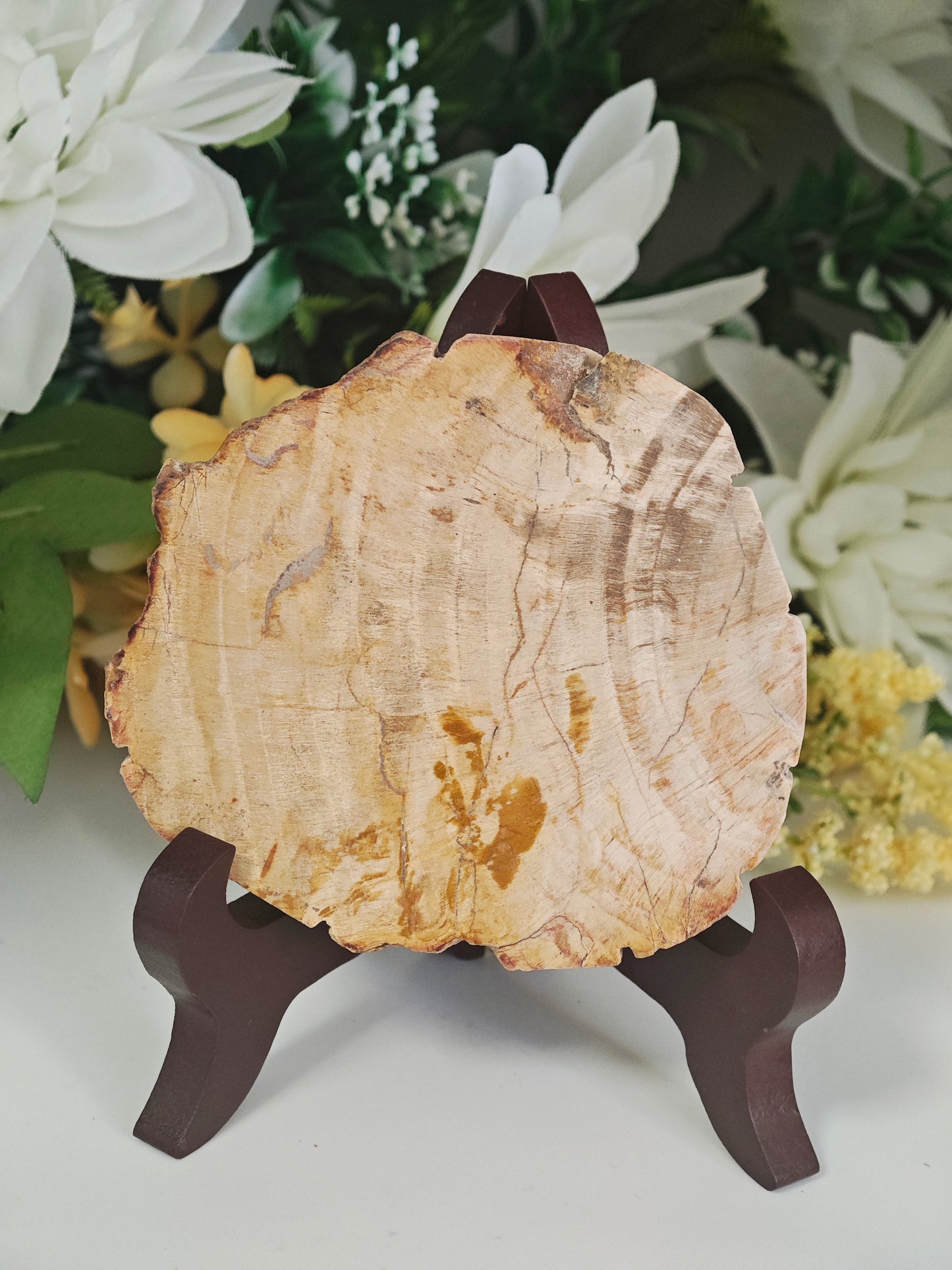 LEGNO FOSSILE PIETRIFICATO